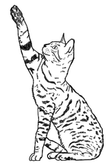 Игривый рисунок кота